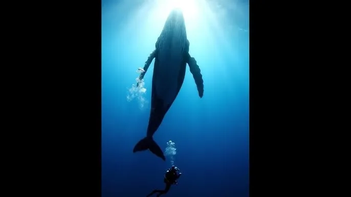 我让最想拥抱的男人威胁了 - 深蓝星球：探索海洋深处的未知世界